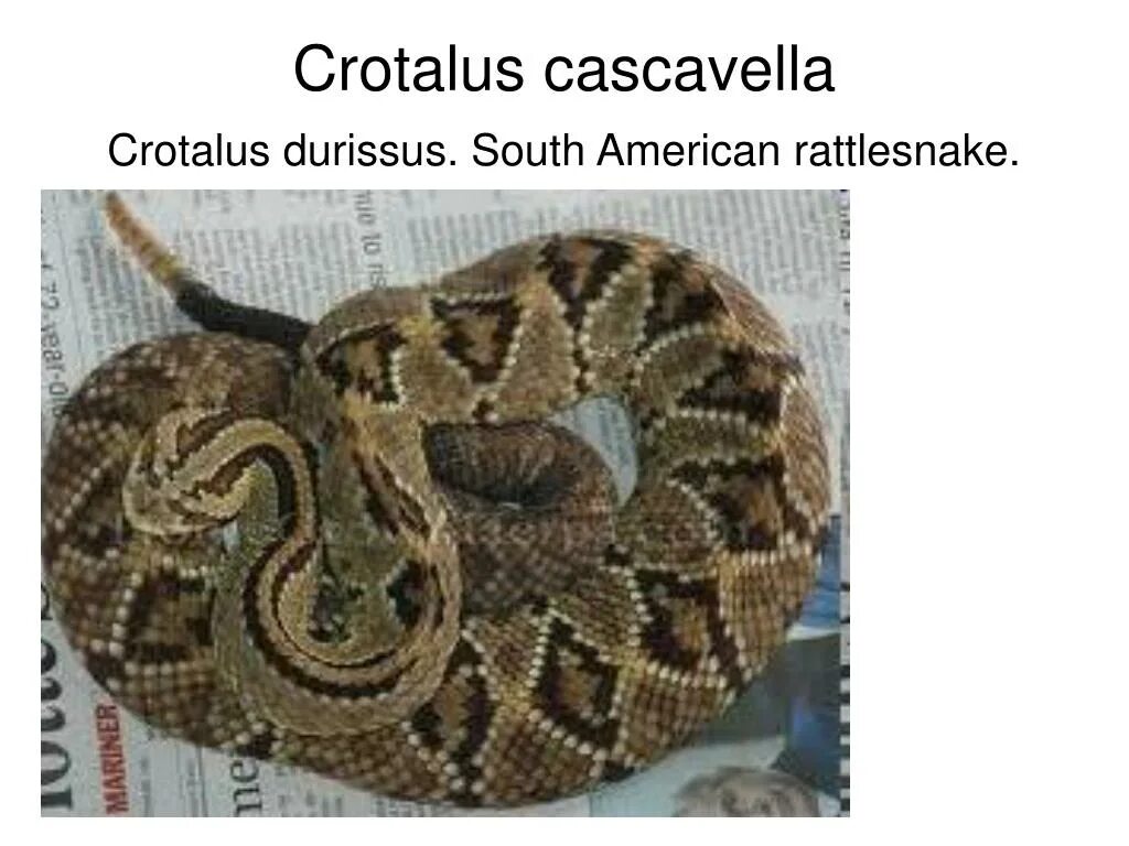 Каскавелла это где находится. Crotalus durissus. каскавелла змея. кроталюс каскавелла. гремучник каскавелла.