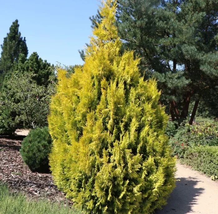 Туя западная Голден Смарагд 80-100 см (Thuja occidentalis Golden Smaragd) ком - 