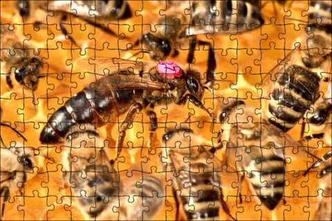 Queen bee