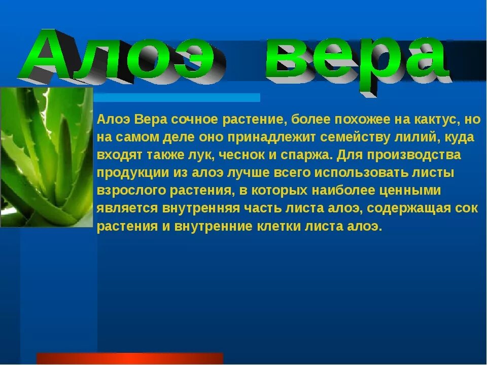 Алоэ комнатное растение. Алоэ лекарственное растение. Презентация про растение алоэ. Алоэ описание растения. К какой группе относится алоэ