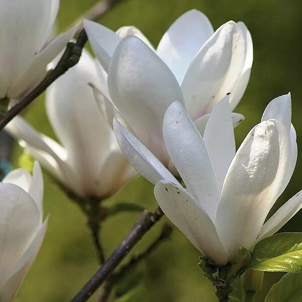 Магнолия Суланжа «Alba superba». Магнолия Суланжа (Magnolia soulangeana). Купить магнолию саженцы в беларуси