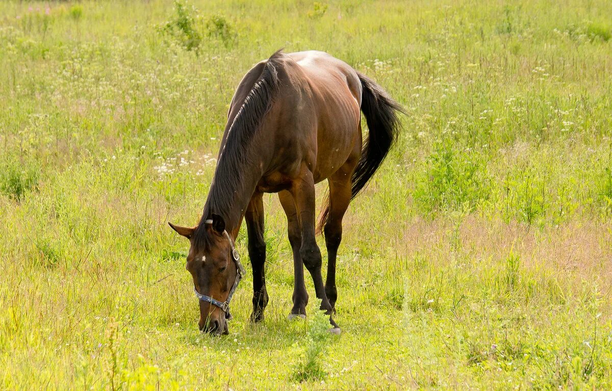 лошадь бежит. лошадь в поле. раздолье кони. дикие лошади парка усть медведицкий. раздолье кони.