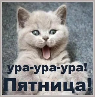 Ура пятница смешные добрые картинки