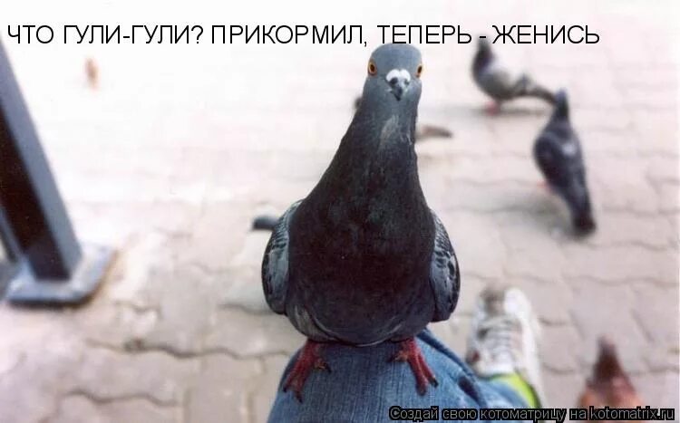 гули срен. гуль голубь мем. Hayan g исполнитель. гули-гули для детей. гуль гуль гуль.