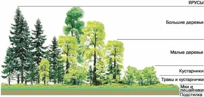 Сходства и различия надземных и подземных ярусов. Ярусность экосистемы леса. Ярусная структура лиственного леса. Пространственная структура экосистемы ярусность. Ярусность Лесной экосистемы.