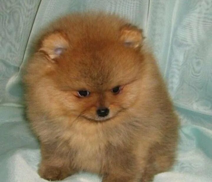 шпиц за 45 тысяч. шпиц кремовый миниатюрный. фотосессия с щенками хаски. миниатюрный померанский шпиц. щенок в коробке.