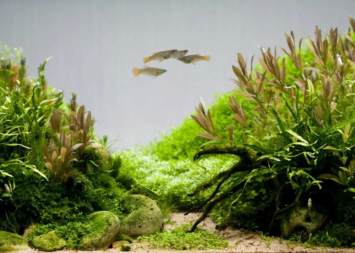 Тонкие водоросли. Красивые аквариумы с растениями. Водоросли. Красивые водоросли. Подводные растения.