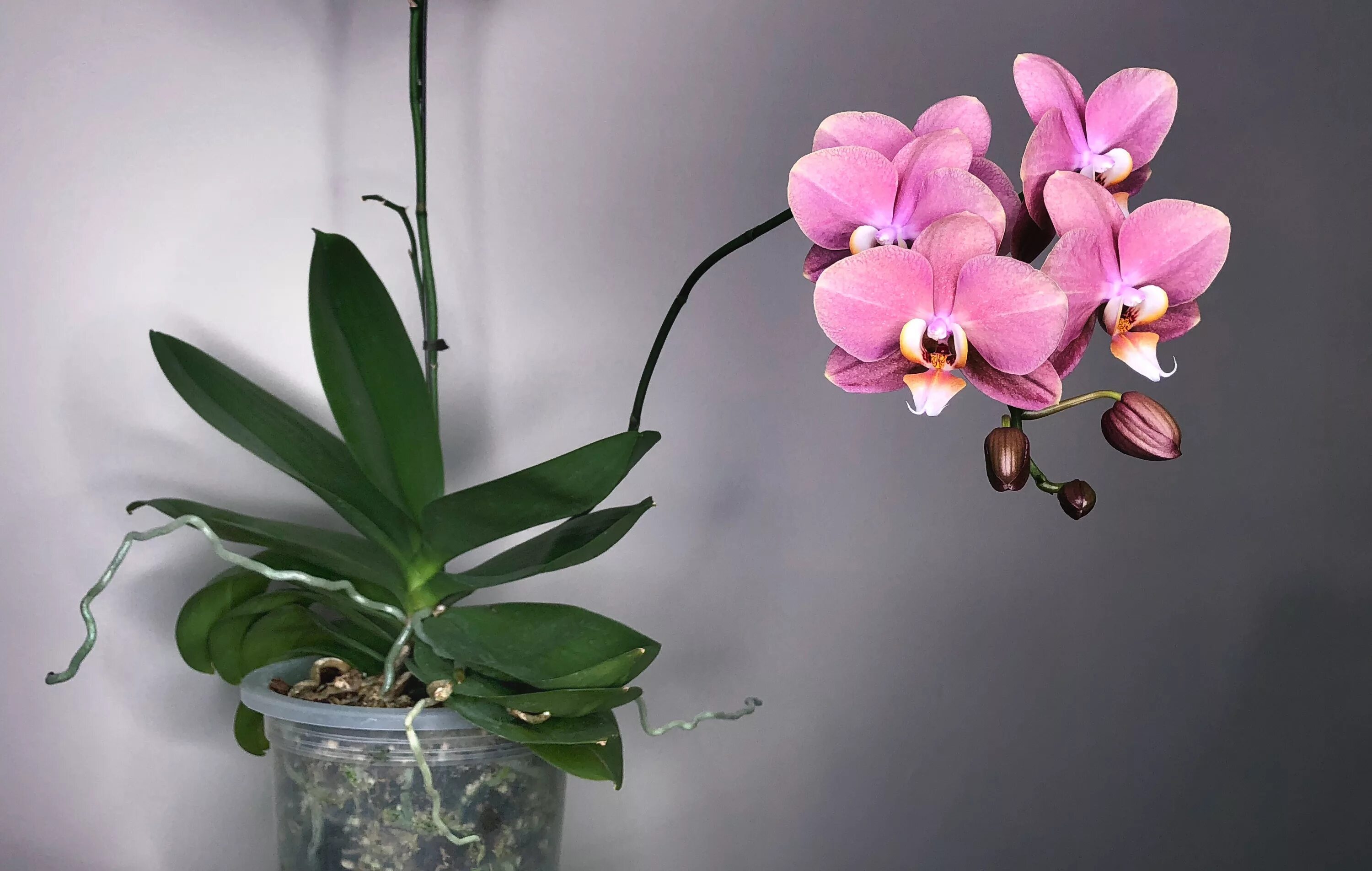 Архидея или орхидея уход