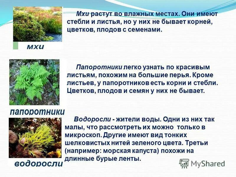 Как сделать проект разнообразие природы родного края. Проект разнообразие природы родного края. окружающий мир проект разнообразие природы родного края. разнообразие природы родного края 3 класс окружающий мир проект. проект разнообразие природы родного края 3 класс по окружающему миру.