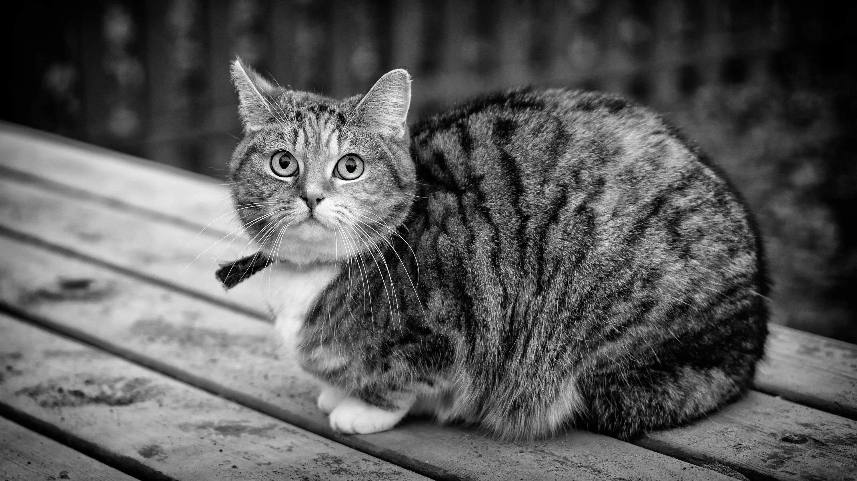 Черный полосатый кот. Британский кот полосатый. американская короткошёрстная кошка черно белая. серый полосатый кот. серая полосатая кошка.