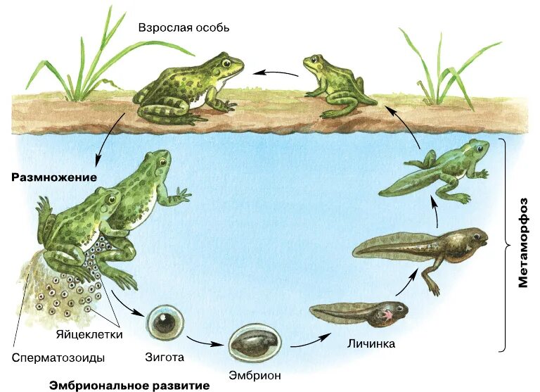 Лягушка размножается на суше. Цикл развития Озерной лягушки. Цикл развития лягушки схема. Стадии жизненного цикла лягушки. Жизненный цикл лягушки размножение.