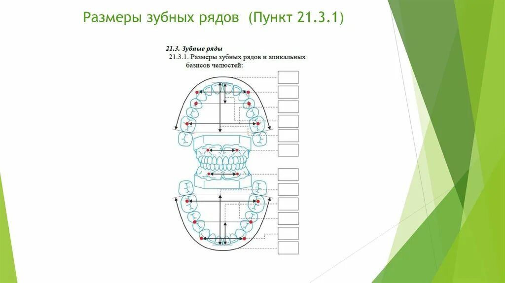 Длина базиса. Размеры зубных рядов. Размер зубных рядов и апикальных базисов. Размеры зубных рядов и апикальных базисов челюстей. Размеры зубных рядов и апикальных базисов челюстей в норме.