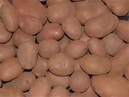 Сорт мемфис картофель характеристика