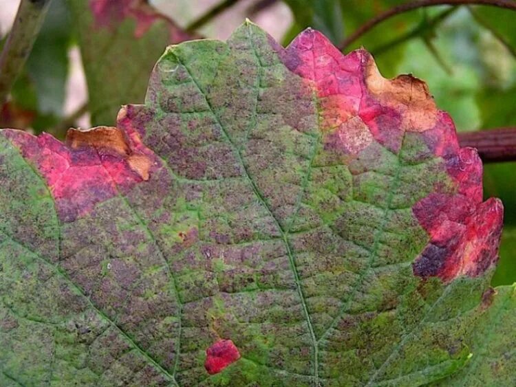 Краснеют края листьев. Pseudopeziza tracheiphila краснуха винограда. Альтернариоз милдью. Краснуха винограда красный ожог листьев.