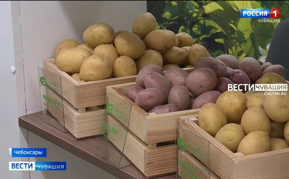 Картофель чувашия. Выставка картофеля чебоксары. выставка картофель. выставка картофель 2025. выставка сорта картофеля чебоксары 2018.