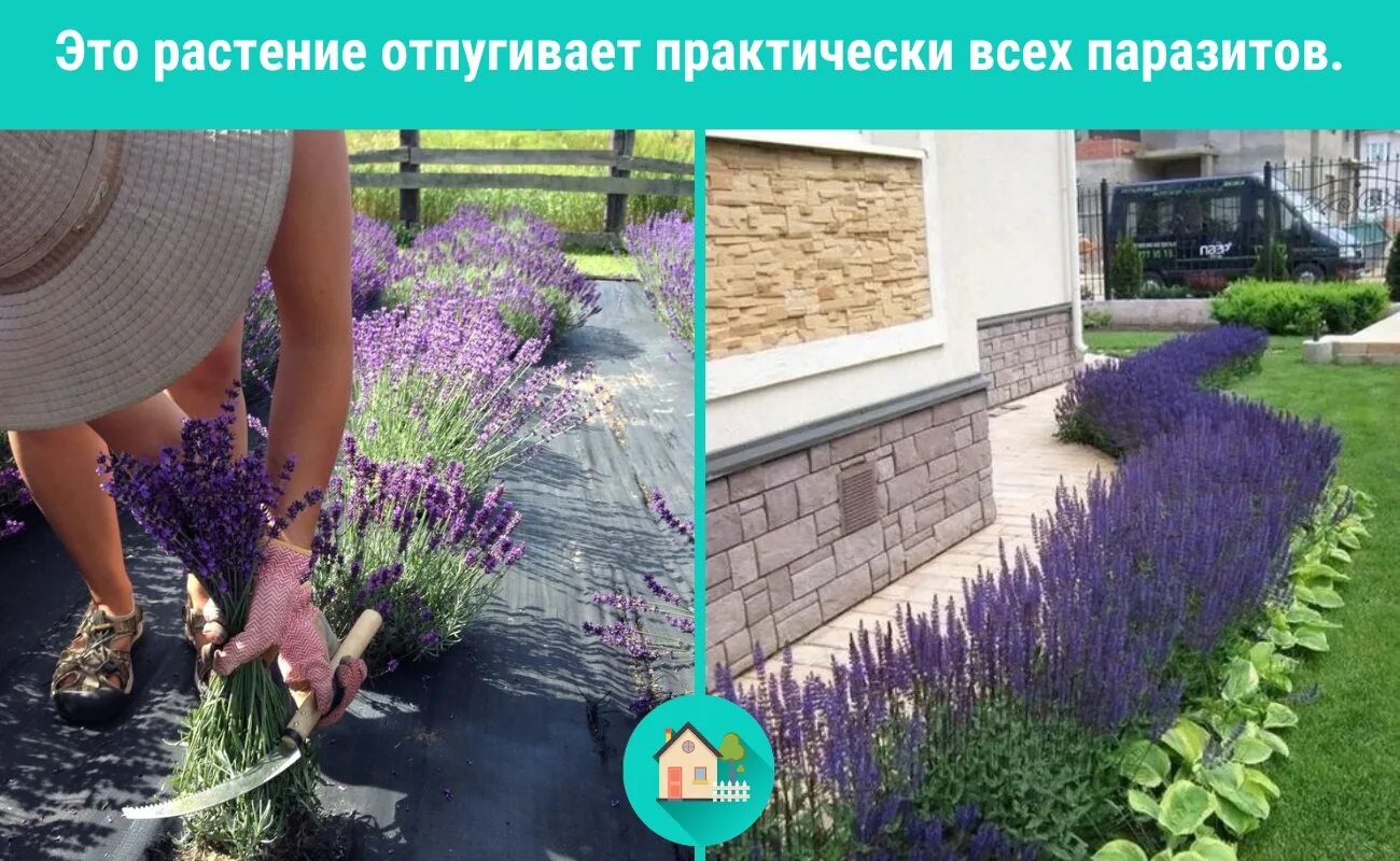 Когда высаживать лаванду в грунт