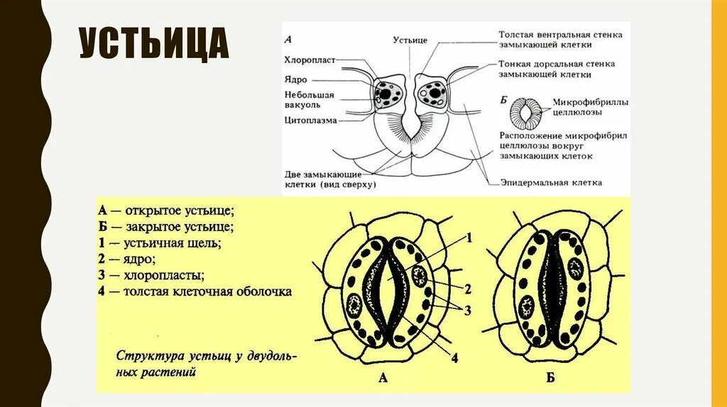 Хлоропласты в устьицах. Строение устьичного аппарата. Схема строения устьица растений. Строение устьиц растений рисунок. Строение устьица рисунок с подписями.