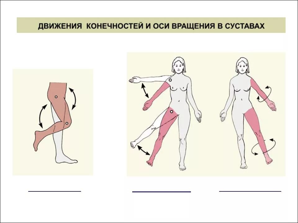 Оси движения в суставах. Оси движения суставов анатомия. Движение конечностей. Плоскости движения суставов. Движение конечностей 3