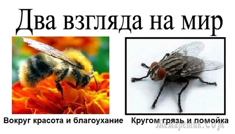 Про мух и пчел. Два взгляда на мир. Два взгляда на жизнь пчела и Муха. Муха и пчела взгляд на мир. Взгляд мухи и пчелы.