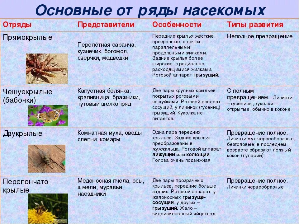 Таблица отряды насекомых 7 класс биология. Биология 7 кл таблица отряды насекомых. Биология 7 класс насекомые отряды насекомых таблица. Характеристика отрядов насекомых таблица 7 класс биология.