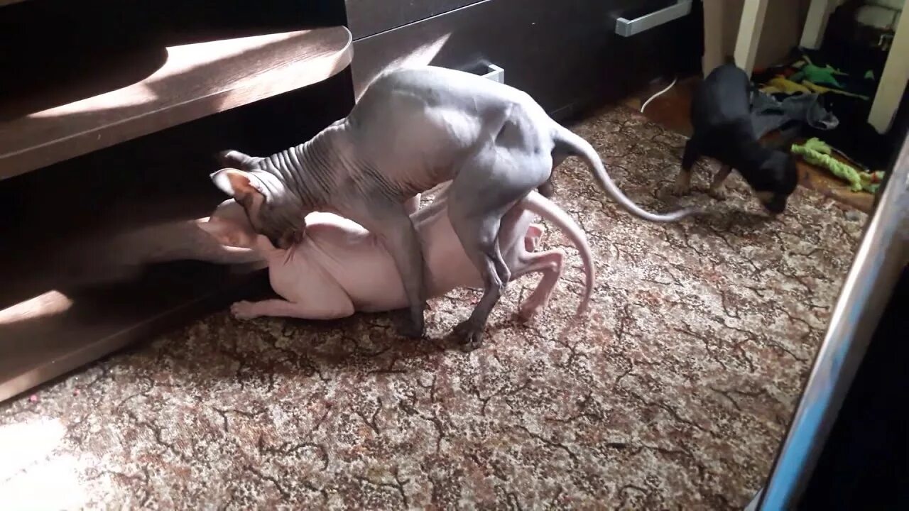 Сфинкса рвет