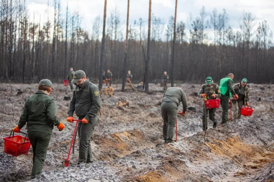 100 га леса. 100 Гектаров леса. Восстановление пожарищ. Відновлення лісів Житомирської області. Как восстанавливают леса.