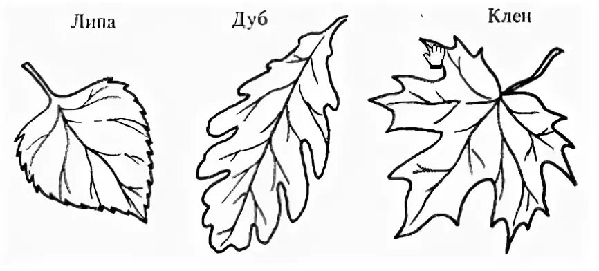 Лист березы клена