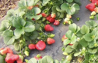 Можно сажать лук рядом с клубникой