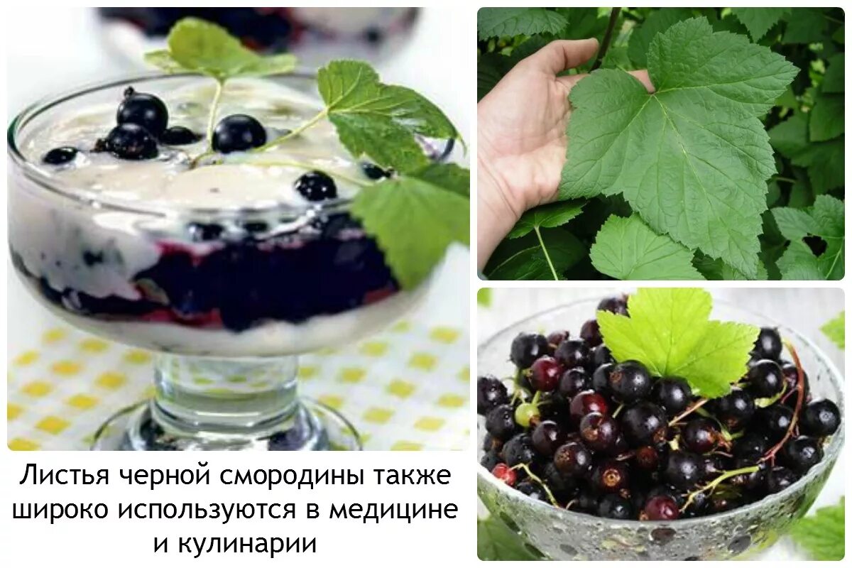 Полезны ли листья смородины. Лист смородины. день ягоды смородины.