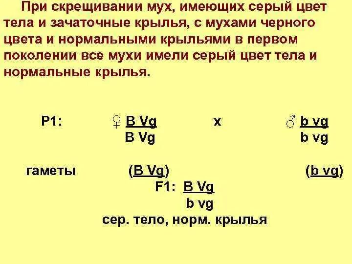 При скрещивании мух дрозофил имеющих нормальные крылья. При скрещивании мух. при скрещивании. при скрещивании мух дрозофил. при скрещивании серых мух.