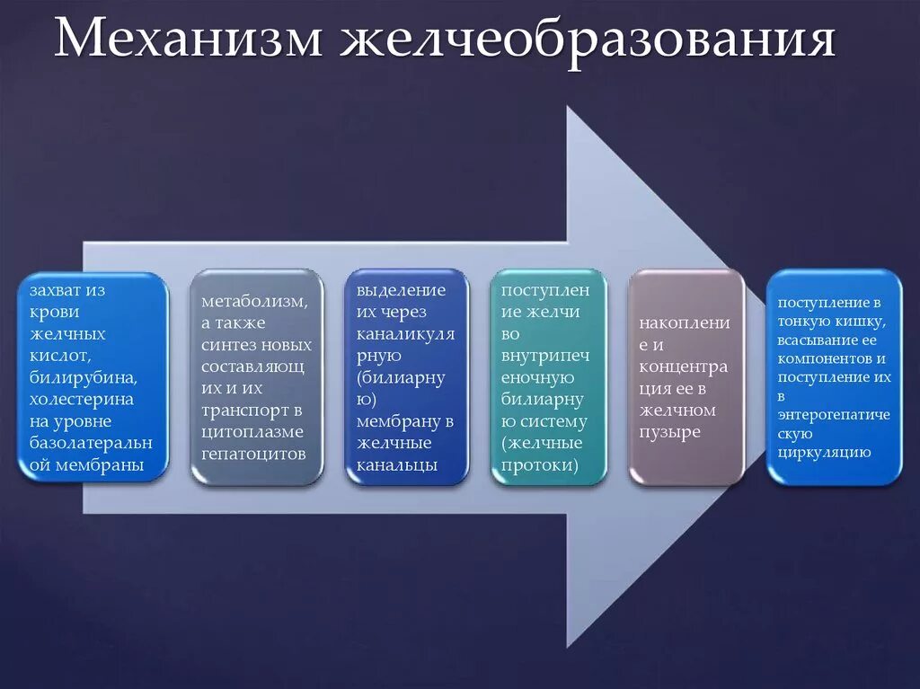 Механизмы регуляции желчеобразования. Механизм образования желчи физиология. Механизм выделения желчи. Механизм отделения желчи.