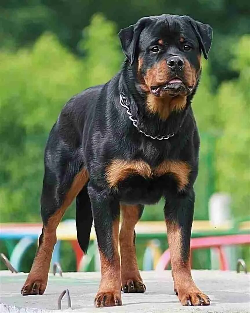 Ротвейлер чёрный чёрный. Ротвейлер чёрный кутенок. Ротвейлер черный полностью. Ротвейлер анфас. Ротвейлер собака черный.