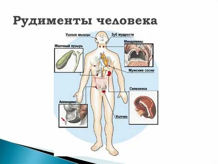 Органы рудименты у человека