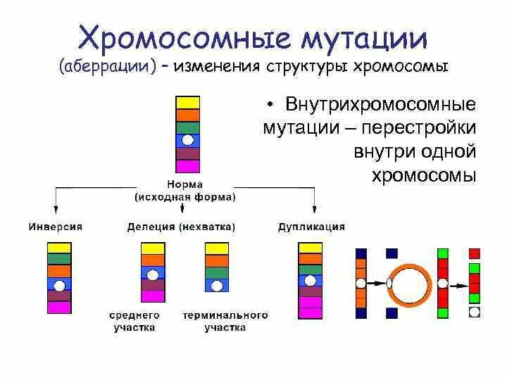 Хромосомные мутации перестройка. Хромосомные мутации перестройка