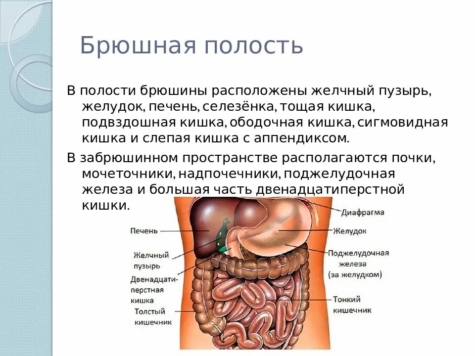 Пространства брюшины
