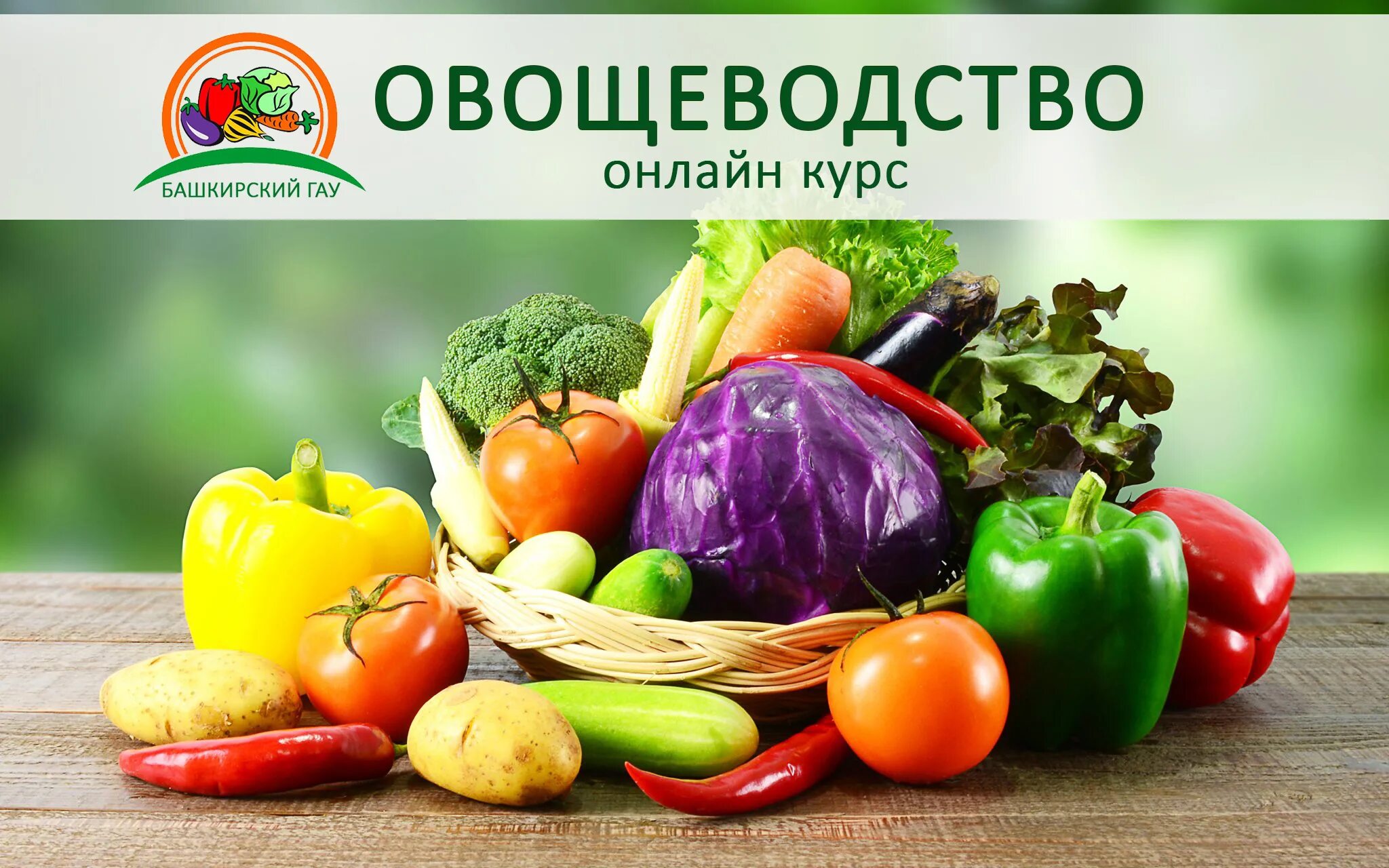 Какая какое овощеводство. Продукция овощеводства. Овощеводство открытого грунта. Виды продукции овощеводства. Основы овощеводства.