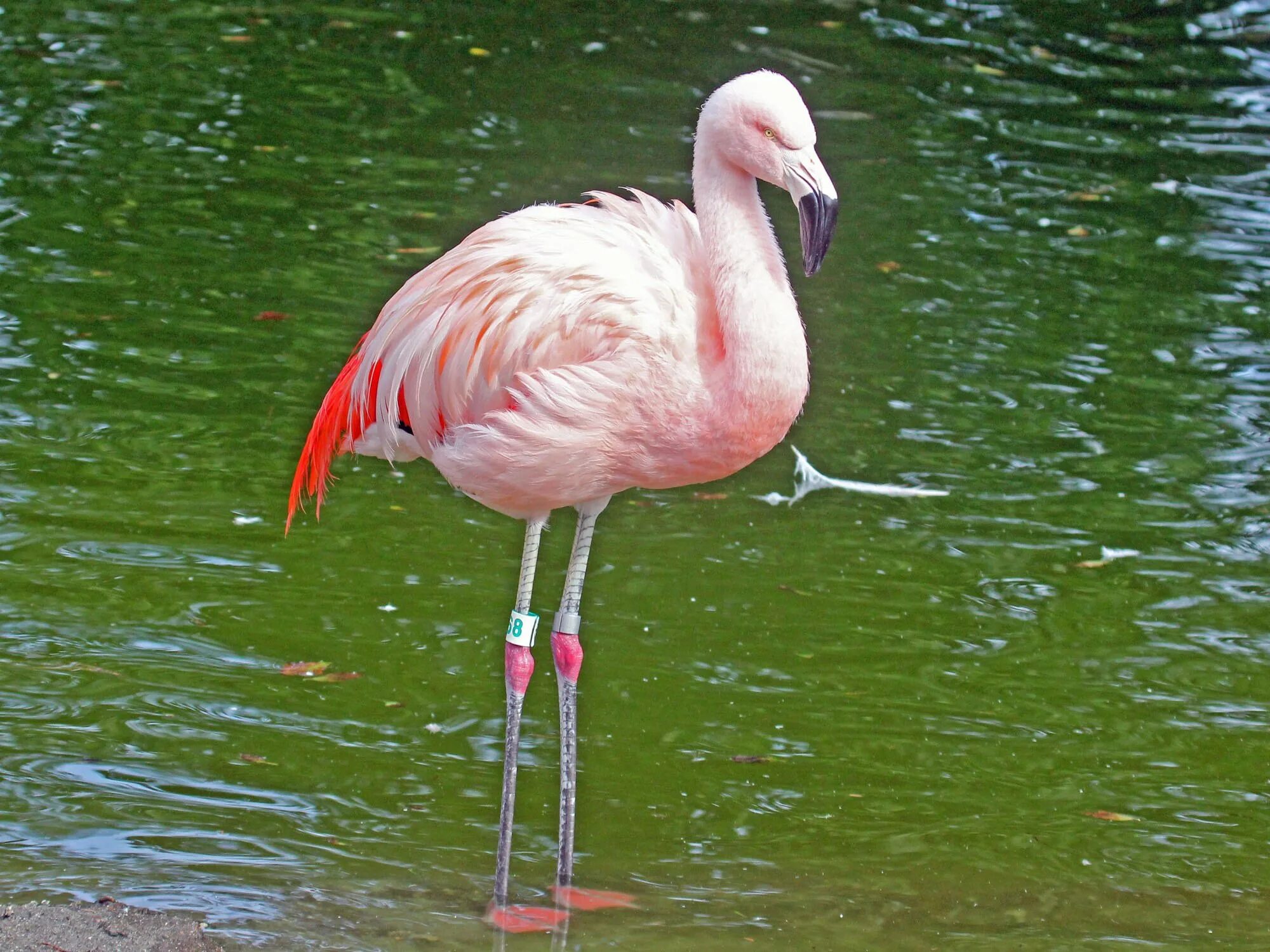 Северные фламинго