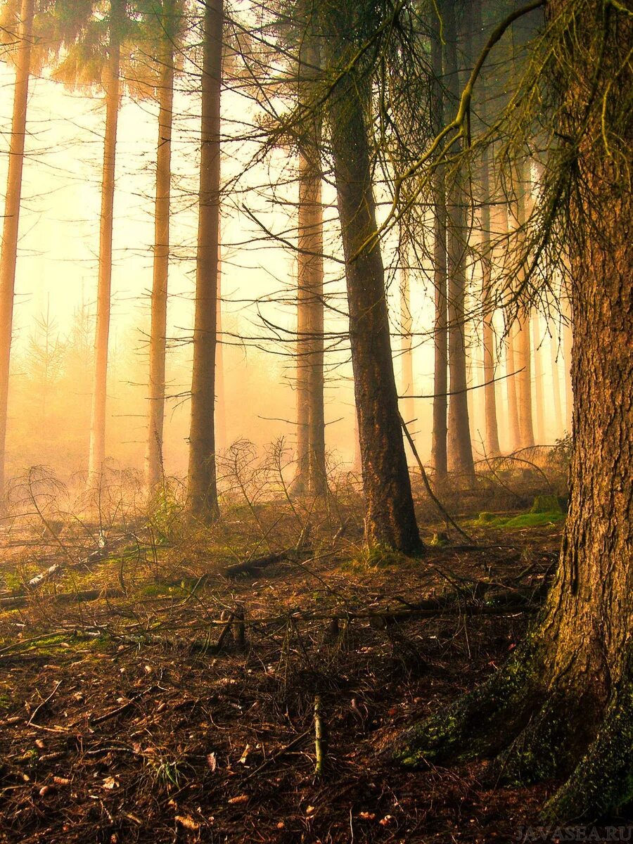Леса поглотили. Леса поглотили. Forest bg. Леса поглотили. Леса поглотили.