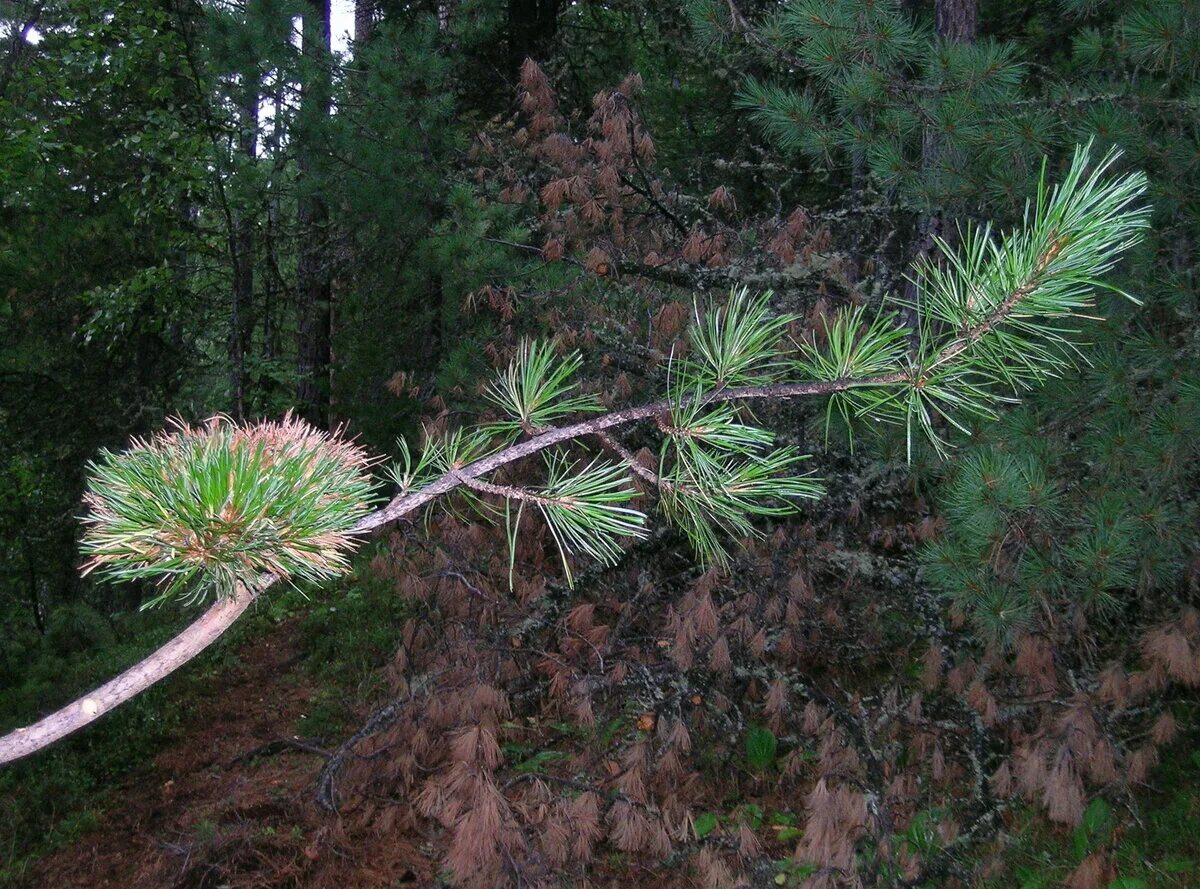 Канал кедр. Кедр сибирский pinus sibirica. pinus sibirica ideal. кедр ведьмина метла. pinus sibirica идеал.