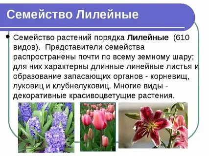 Лилейные растения это