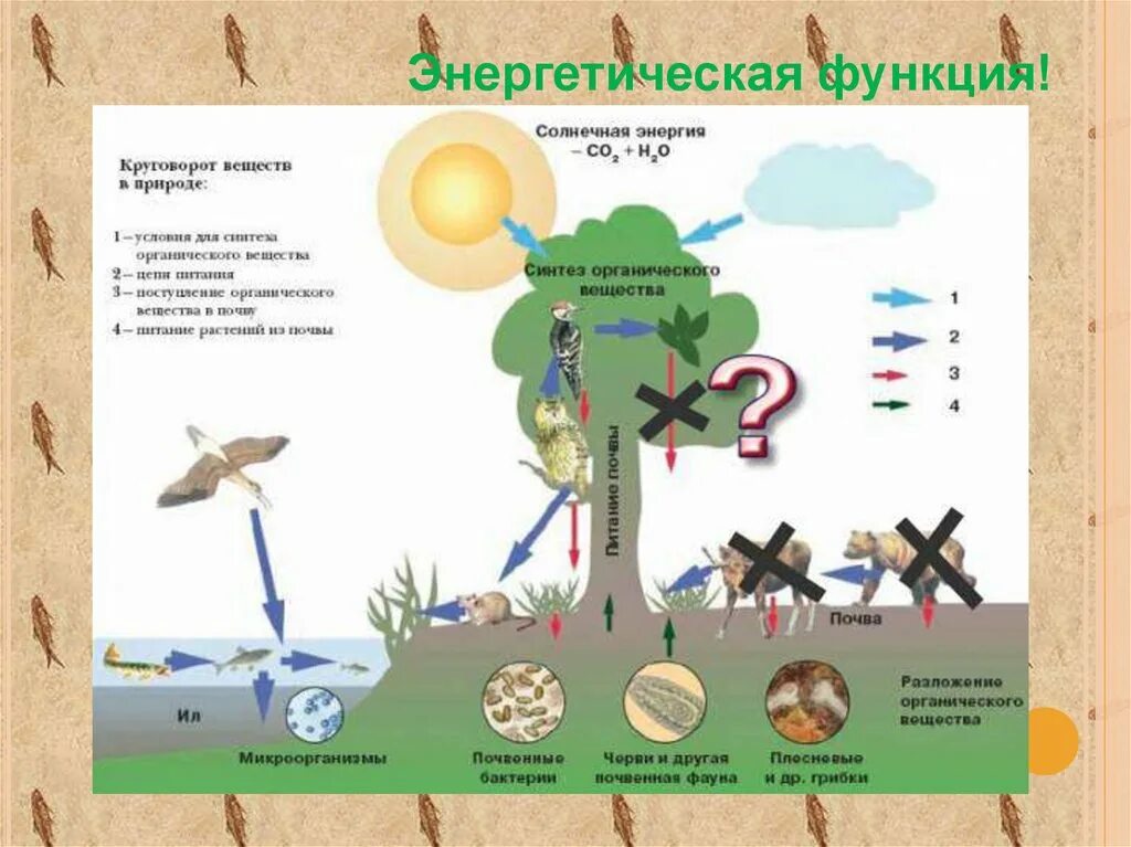 Какие организмы выполняют энергетическую функцию