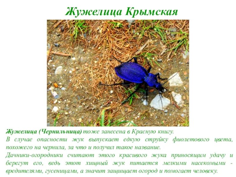 Жужелица кавказская красная книга ставропольского края. Жужелица кавказская описание. Жук жужелица кавказская. Жук крымская жужелица. Жук жужелица янковского.