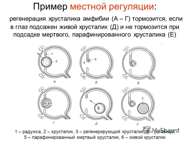 Лежит в основе роста регенерации. Лежит в основе роста регенерации