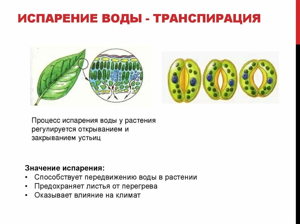 Какая ботаническая наука изучает процесс испарения. Испарение воды растениями транспирация. Транспирация листьев устьица. Функции транспирации растений. Устьица листа транспирация.