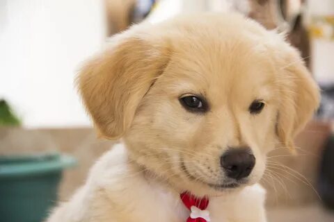 Puppy dog