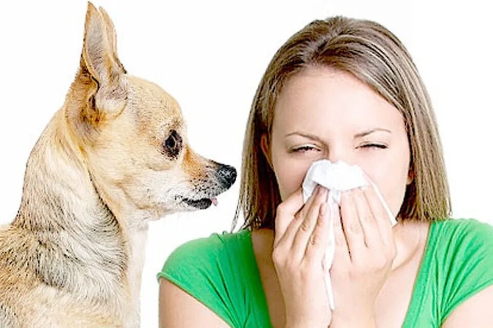 Домашние животные аллергия. Аллергены для собак
