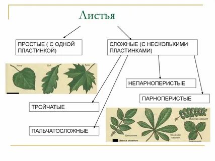 Как отличить простой лист от сложного