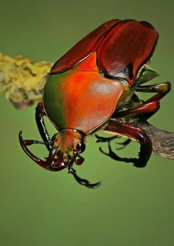 Stag Beetle Beautiful bugs, Stag beetle, Bugs and insects