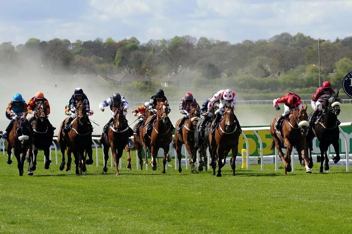 Royal ascot horse racing. Ели скачки. Скачки фото. Скаковая лошадь. Скачки.