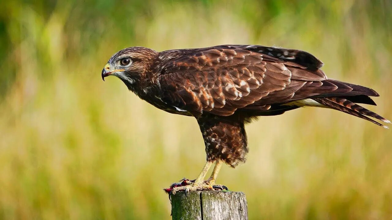Канюк (Buteo buteo). Птицы Сибири.